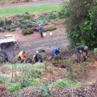 Fonterra staff and CTT members. Cambridge Tree Trust 